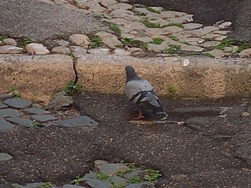 Feral Pigeon