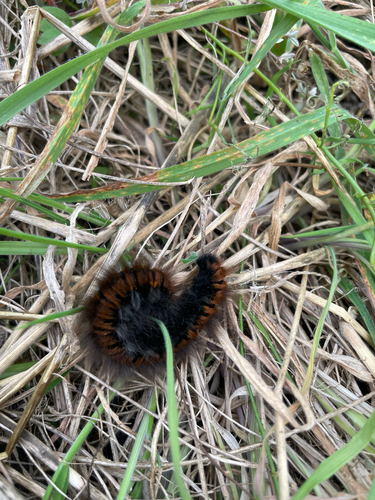Fox Moth