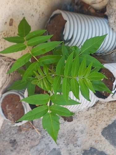 tree-of-heaven