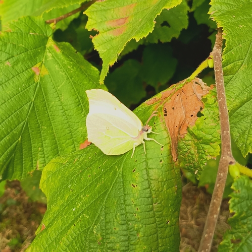 Common Brimstone