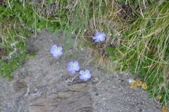 Linum alpinum