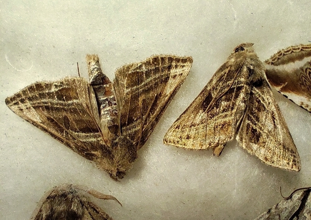 Euchalcia cuprescens