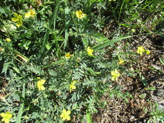 Sibbaldianthe orientalis