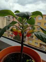 Impatiens niamniamensis