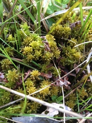 Sphagnum contortum