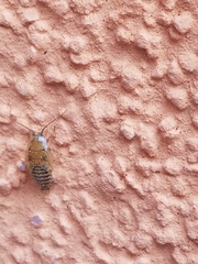 Ectobius lapponicus