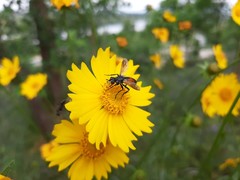 Cylindromyia brassicaria