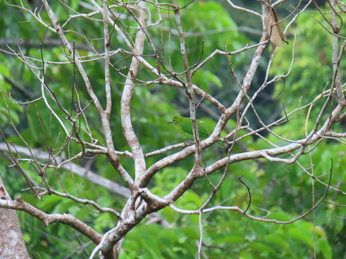 Lesser Green Leafbird
