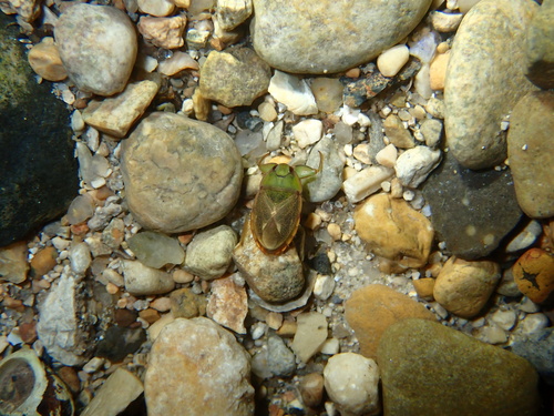 Ambrysus circumcinctus