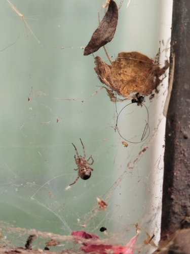 Noble False Widow