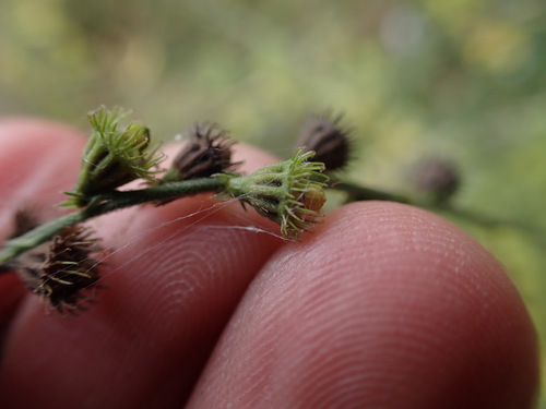 Agrimonia pubescens observed 2026-09-21