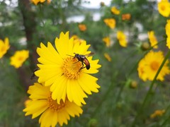 Cylindromyia brassicaria