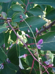 Desmodium laevigatum