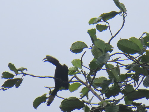 Black Hornbill