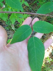Desmodium laevigatum