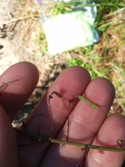 Desmodium laevigatum