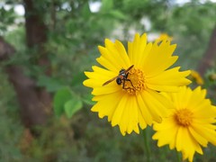 Cylindromyia brassicaria