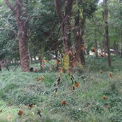 Trichonephila clavata