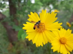 Cylindromyia brassicaria