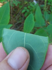 Desmodium laevigatum