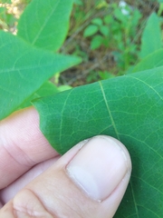 Desmodium laevigatum