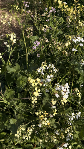 Wild radish