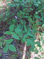 Desmodium laevigatum