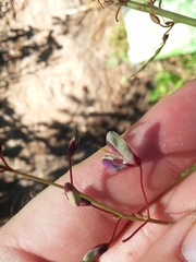 Desmodium laevigatum