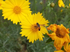 Cylindromyia brassicaria