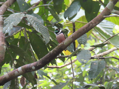 Black-and-yellow Broadbill