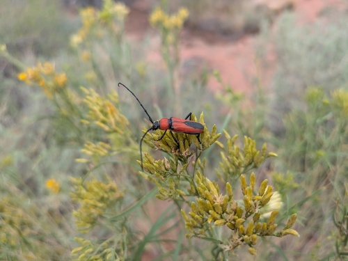 Red and Black Long-horned Beetle