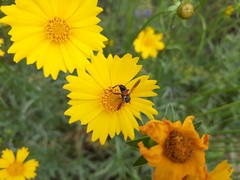 Cylindromyia brassicaria