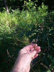 Desmodium laevigatum