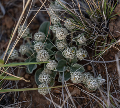 Gomphrena caespitosa