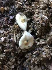 Fungi