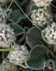 Gomphrena caespitosa