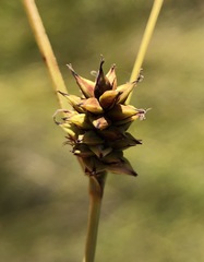 Carex serratodens