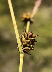 Carex serratodens