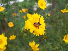 Cylindromyia brassicaria