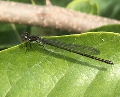 Erythromma