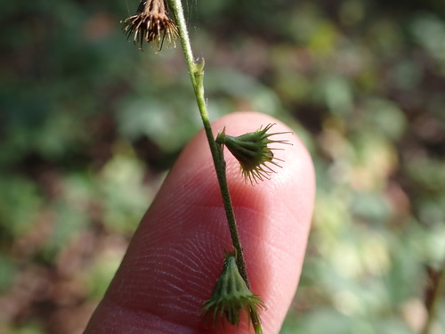 Agrimonia pubescens observed 2026-09-22