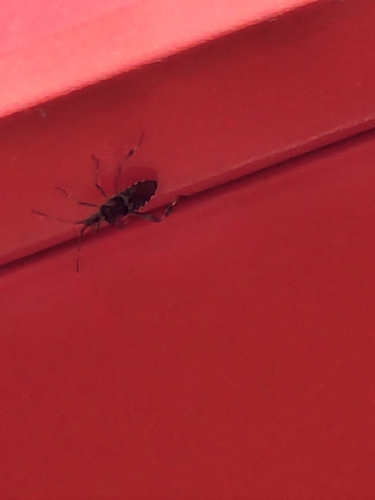 Western Conifer Seed Bug