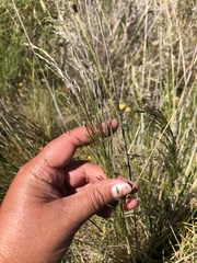 Deschampsia cespitosa cespitosa