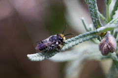 Megachile chrysopyga