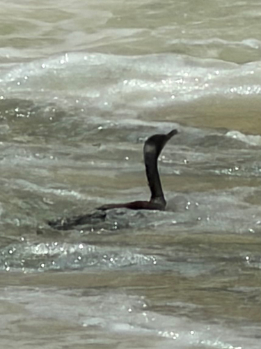 Great Cormorant