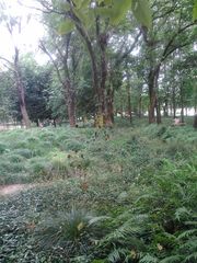 Trichonephila clavata