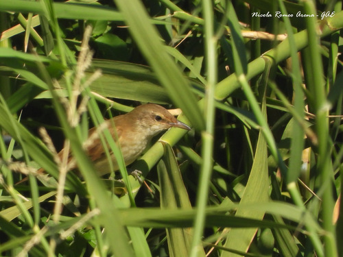 Acrocephalus arundinaceus observed 2026-09-27