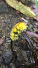 Lophocampa annulosa