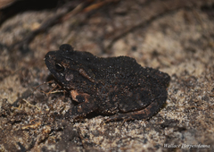 Ingerophrynus quadriporcatus