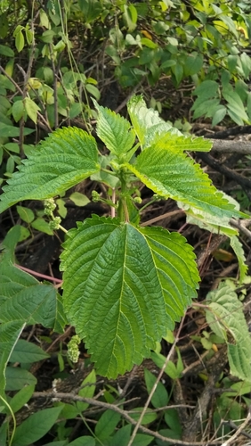 Laportea interrupta observed 2026-09-26